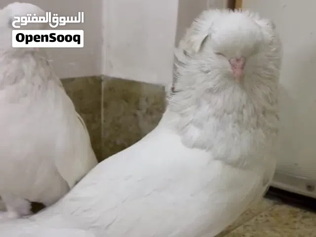 حمام اربيليات