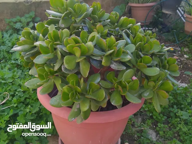 نبات "اليشم" (Jade Plant) مميز وبحالة ممتازة