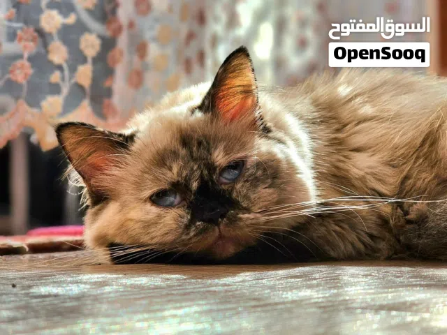 قطة هملايا للتبني