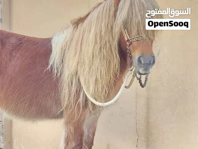 أجمل الفحول البوني للبيع