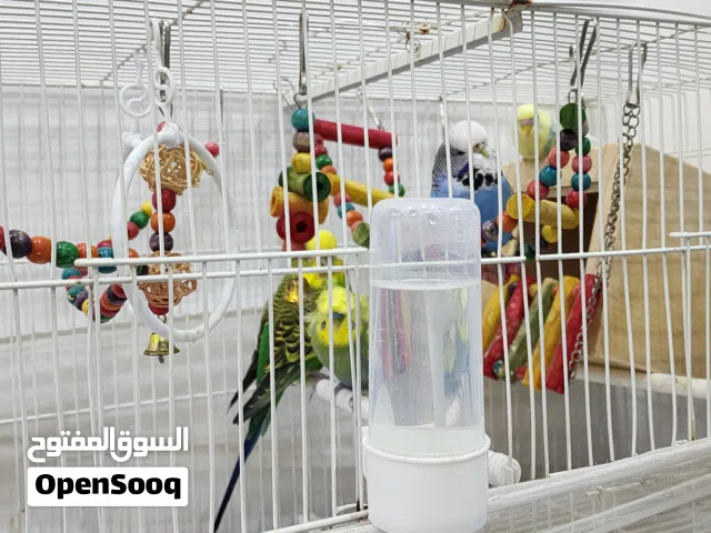 طيور بادجي استرالي