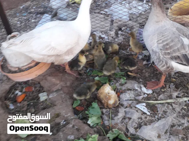 طيوراوز تحتها 10