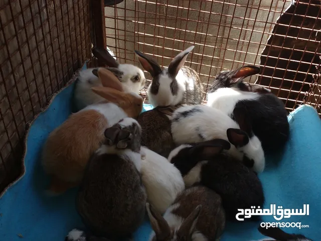 ارانب للبيع