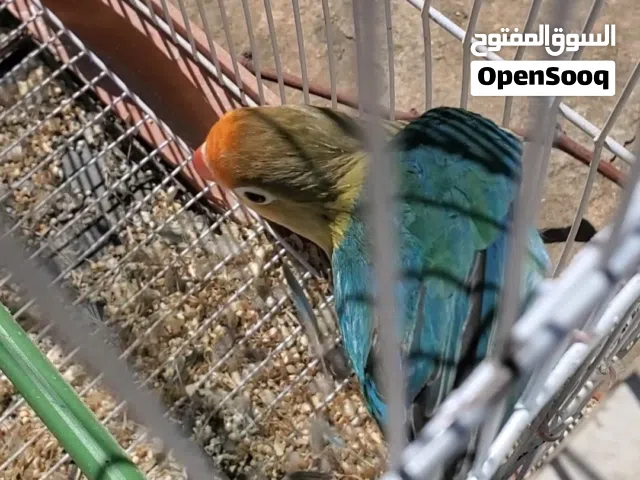 فحل فيشر باربلو شغال