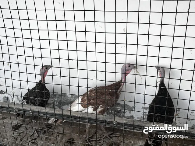 دجاج رومي عمر انتاج