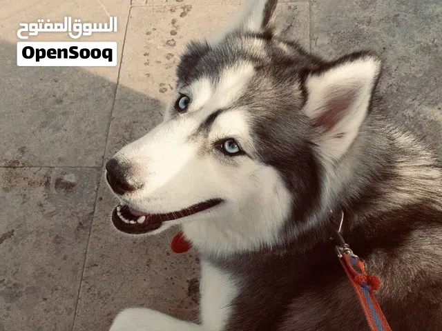 Siberian Husky