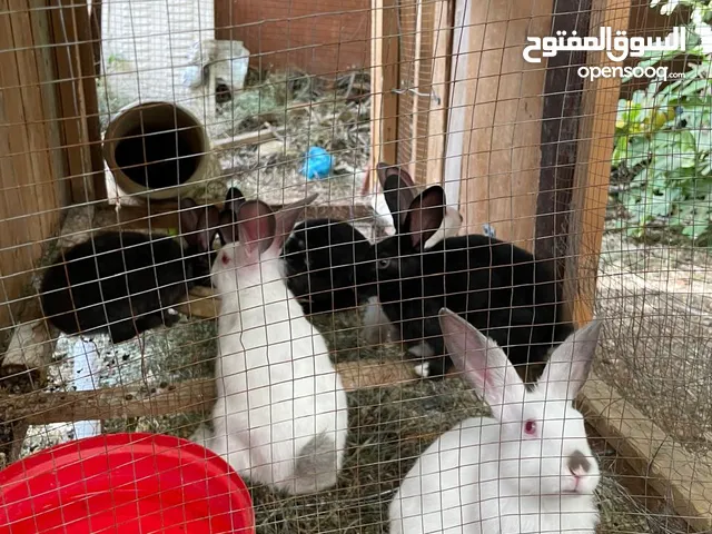ارانب مشكل للبيع