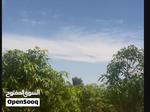 Farm Land for Sale in Suez Other