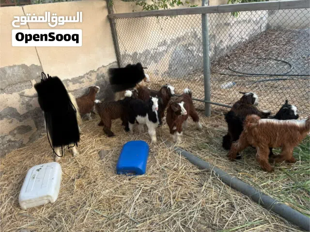 جدايا عمانيات للبيع بالجمله