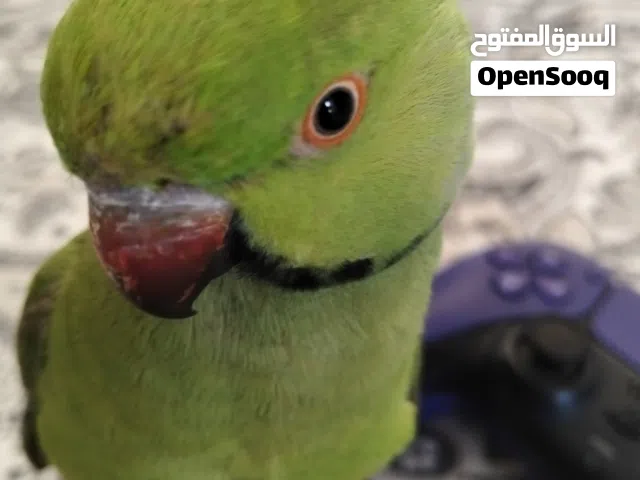 نستقبل جميع انواع الطيور للتبني