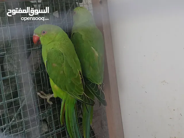 جوز دره بلديّ إنتاج مطاير للبيع بسعر مغري 60 دينار