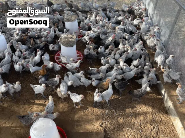 دجاج فيومي