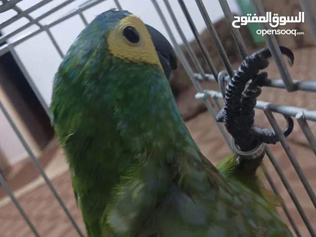 ببغاء ميني مكاو للبدل أو البيع