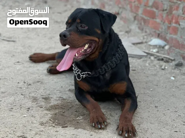 كلب روت ويلر للبيع