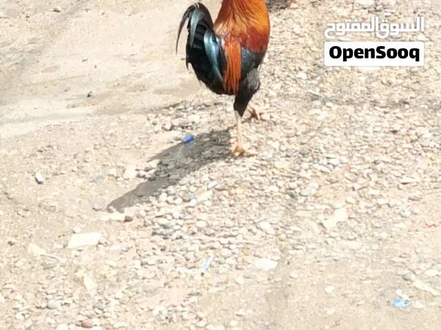 ديك عرب شمسي