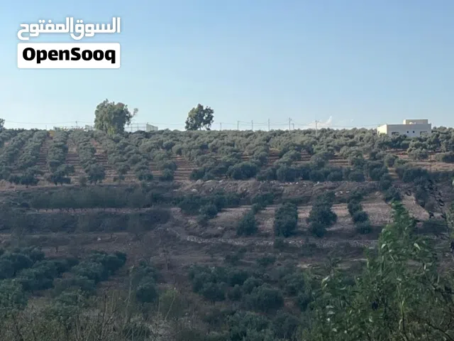Residential Land for Sale in Irbid Hibras