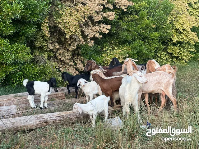 الله يبارك معيز عربي لبيع 10معزات صغار