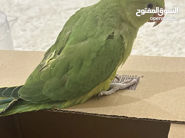 صحه جيده ببغاء دره