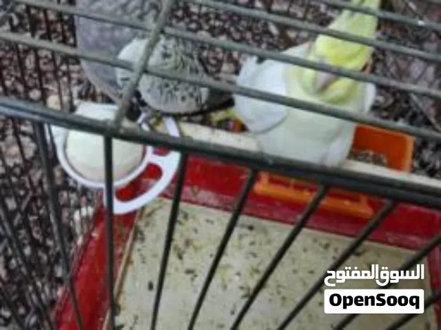 للبيع   أنثى  عدد 2كوكتيل إيزابيل وحبه صفرا   العمر: شهرين  متوفر أنثى  جاهز بسعر 20 دي