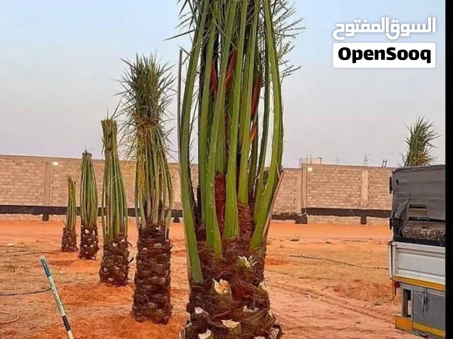 توريد نخيل وتركيب جميع انواع الشبوك