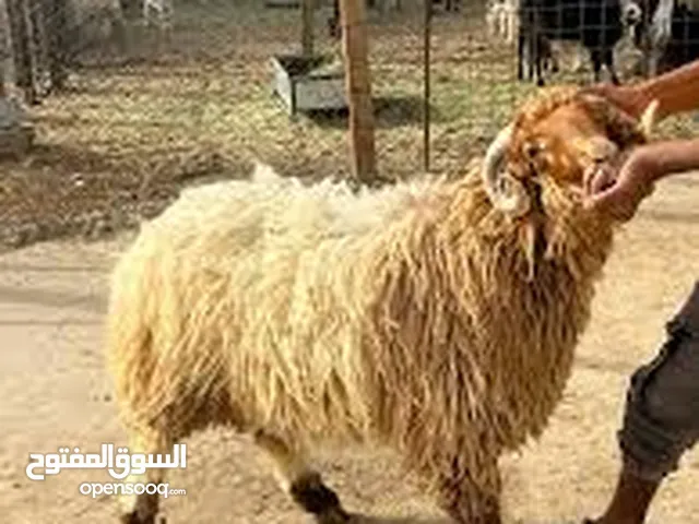 لحام متنقل موجود في اربد