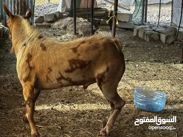 للبيع تيس صلالي
