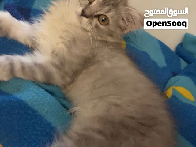 الشيرازيّ نضيفه جدانا