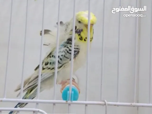 سعر حرققققق