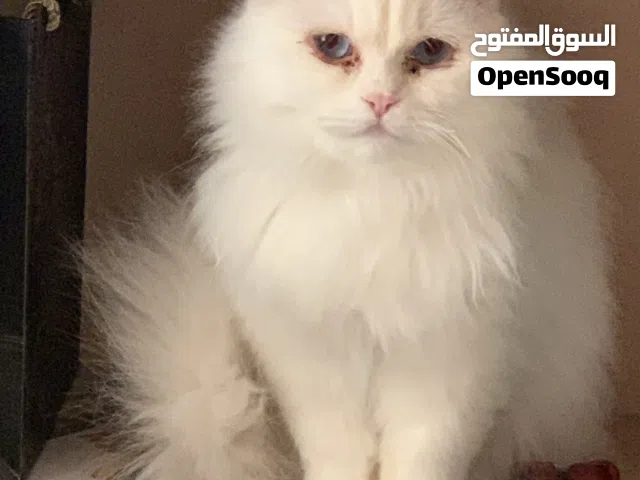 قطة شيزارى معقمه مع الجواز التطعيم وكافه الملاحقات