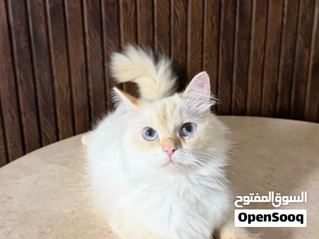 قطه شيرازيه أنثى