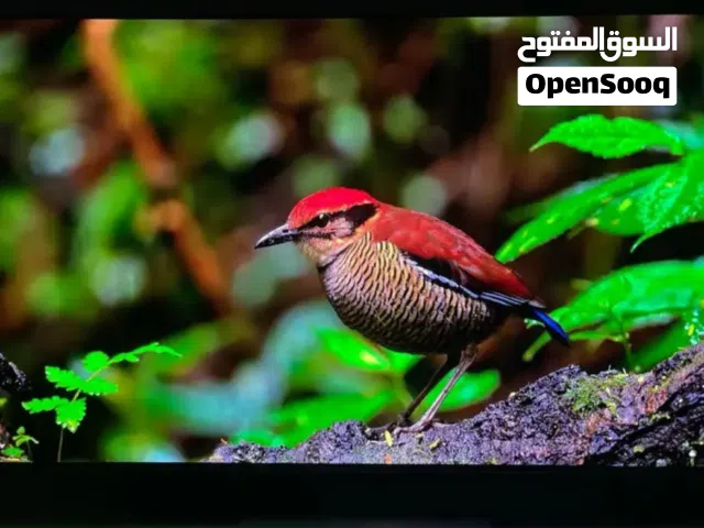 شاشة سامسونج