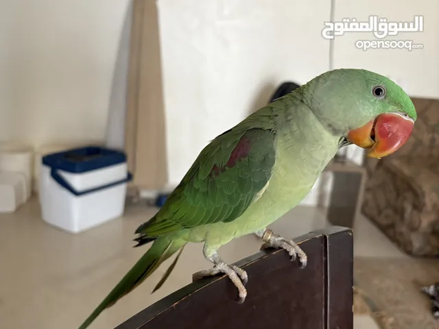 ببغاء دره امريكي - نيبالي