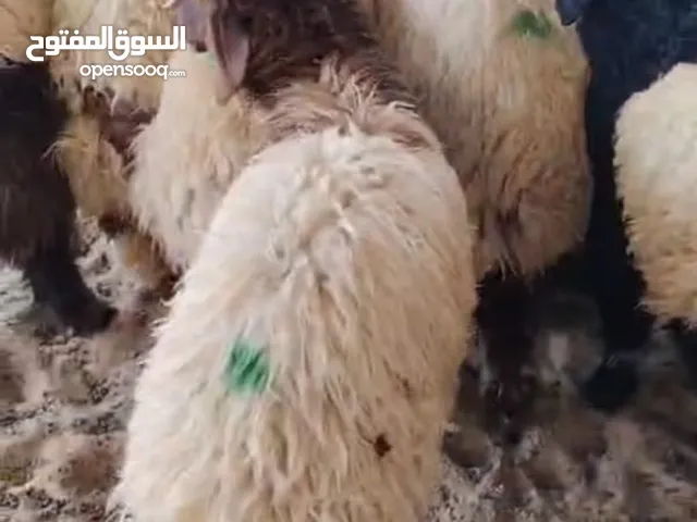 ذبيح للبيع طيبة سمان بلدى سوريا عزيمه ثلاجة توجد توصيل مع ذبح تغطيع على اختيار الزبون