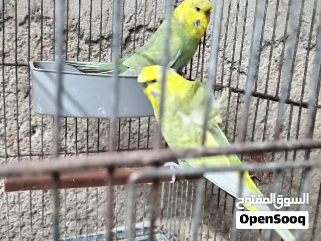جوز الفحل هوقو وطيره انجليزيه انزل على الوصف