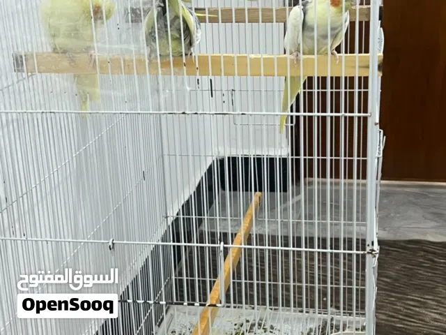 للبيع زوجين كوكتيل بقري