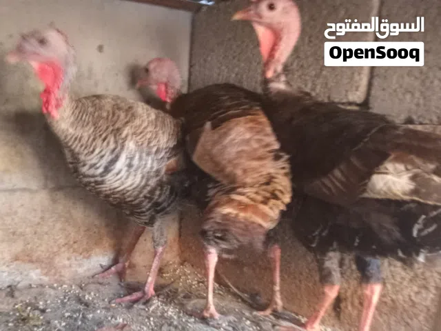 للبيع 3 دجاجات ديك الرومي عز ماتدبح او تربي ميزان الله يبارك