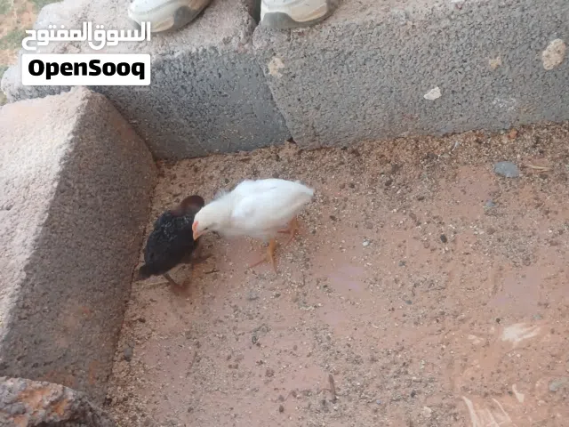 كتكيت مشاءالله العمرهم شهرا ونص الطرف غليط 40طرف سعر الطرف 5