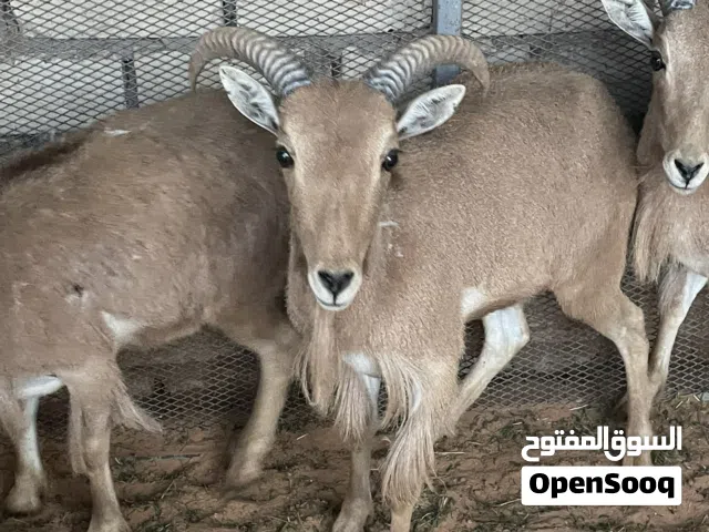 دكور ودان للبيع