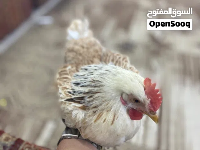 دجاجتين وديج دندراويات فواتح السعر 150قفل كلش ملقحات مفولات مكاني المطيحه يم سيد عدنان الي يفيدنه