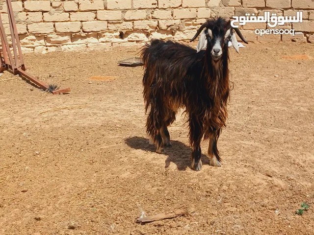 جدي عربي كيف مبدل ثني يعيد عمره سنة جدي عز ماتمقرس الله يبارك