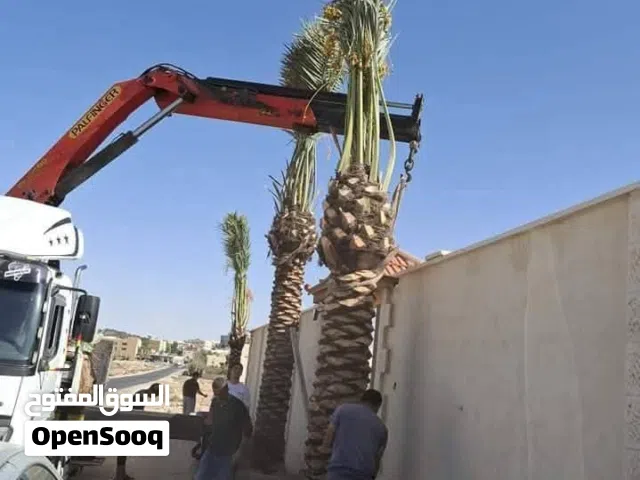 افضل انواع النخيل الواشنطونيا النخل المثمر
