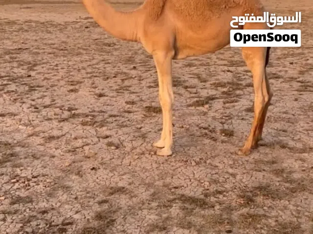 قعود فطيم للبيع
