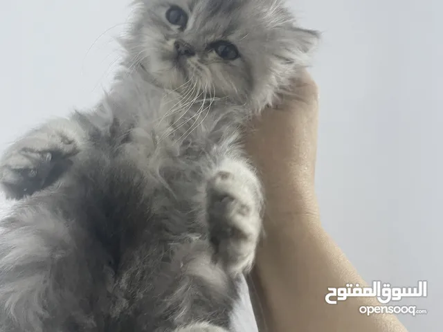 قطط للبيع  شيرازي سكوتش  العمر شهر ونصف للاستفسار ارسال واتس