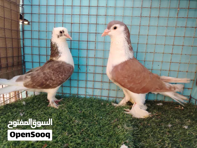 حمام شيزاري حجم جامبو