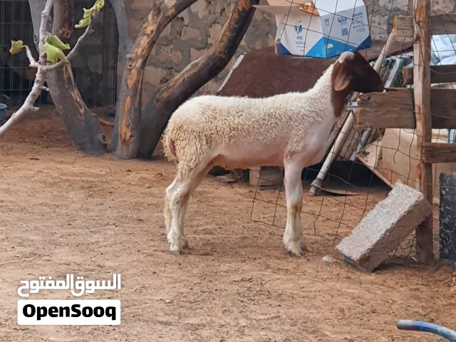السلام عليكم خروف ماشاء الله  متاح طرابلس زناته