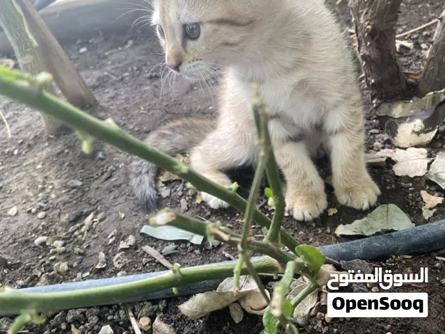 سنور للبيع بسعر مثالي (شوف الوصف)