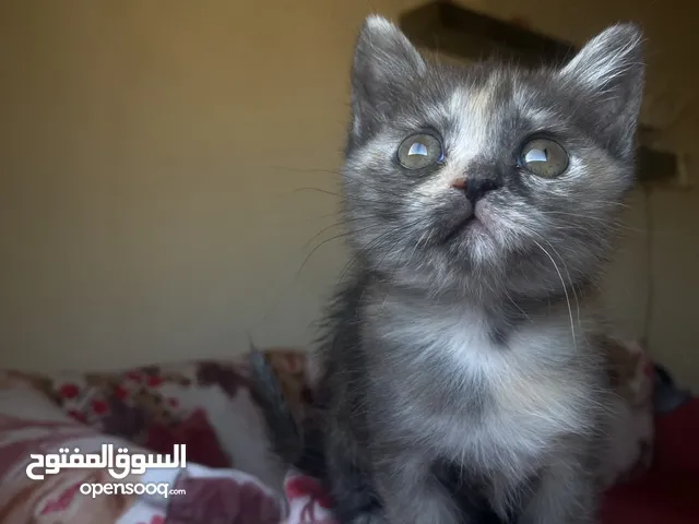 قط ذكر نوعيته سكوتش ستريت عمرو شهرين