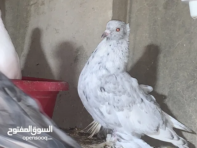 متوفر زوز انتي مبروصات شكلاباز