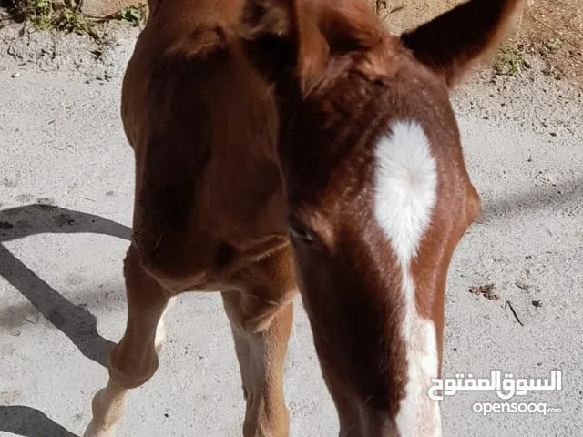 خيل للبيع العمر 25يوم