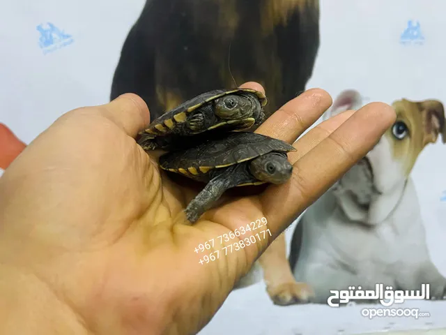 السلحفاة الأفريقية ذات الرقبة الجانبية - African Sideneck Turtle - تعيش داخل و خارج الماء